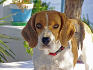 schlattohren_beagle