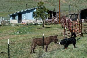 berner_sennenhund_auf_der_alm