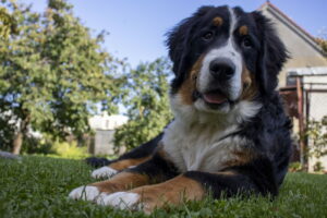 berner_sennenhund_liebt_garten