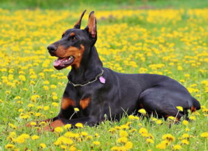 dobermann_in_der_wiese