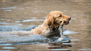 golden-retriever_apportiert_aus_wasser