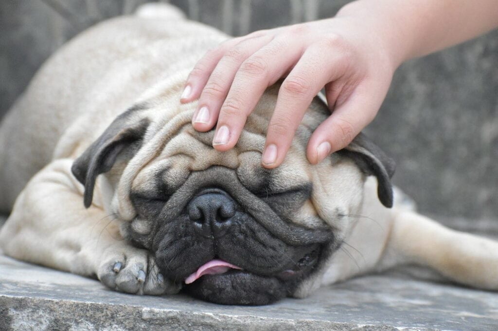 Mops ⇒ Die ideale Hunderasse für dich?