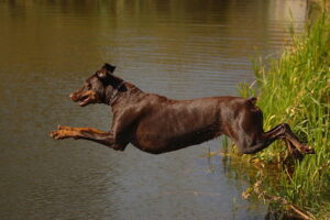 schmutz_wasser_dobermann