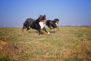 spazierganz_berner_sennenhund_langes_fell