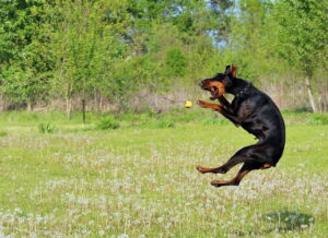 sportarten_fuer_dobermann