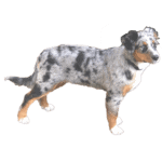 Australian Shepherd