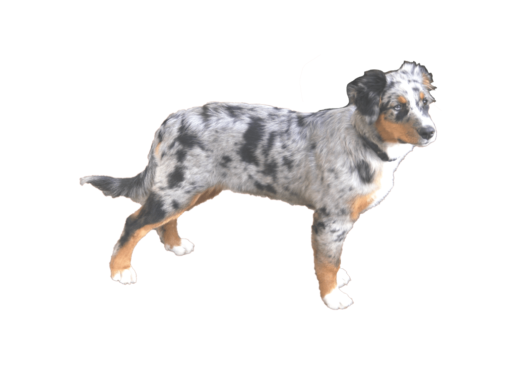 wie lange dauert es bis ein australian shepherd ausgewachsen ist