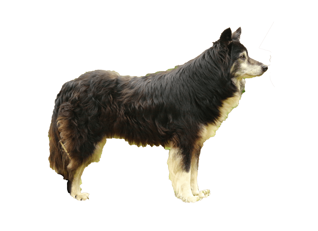 vorstellung_border-collie