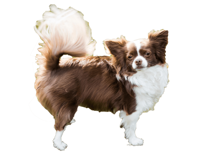 vorstellung_chihuahua