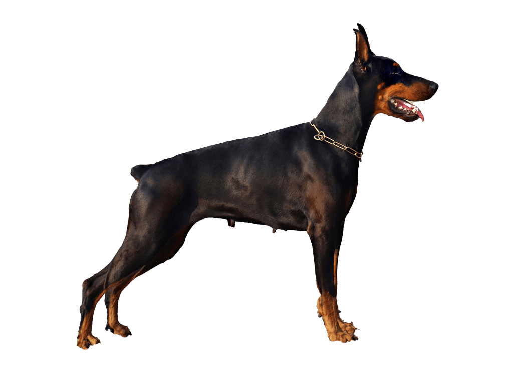 vorstellung_dobermann