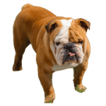 Französische Bulldogge