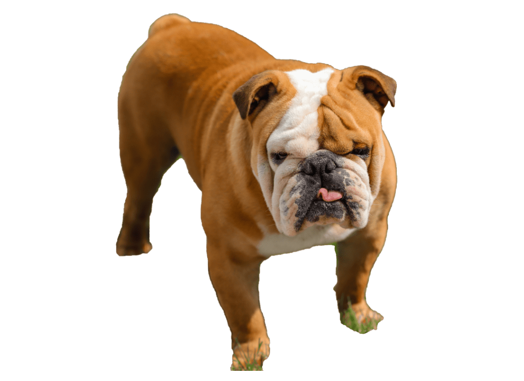 Französische Bulldogge - Charakter & Erziehung