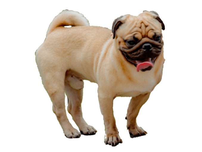 vorstellung_mops