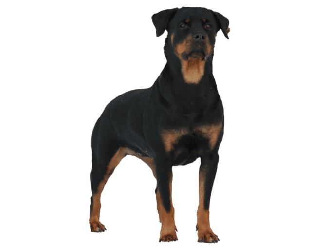 vorstellung_rottweiler