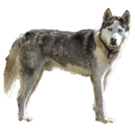 Husky