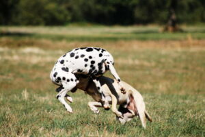 energiebuendel_dalmatiener