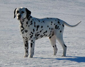 merkmale_dalmatiener