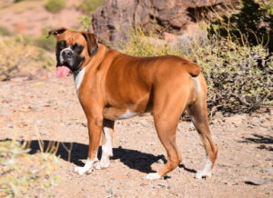 merkmale_deutscher_boxer