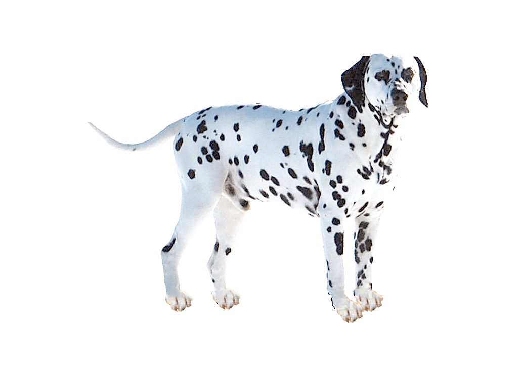 vorstellung_dalmatiener