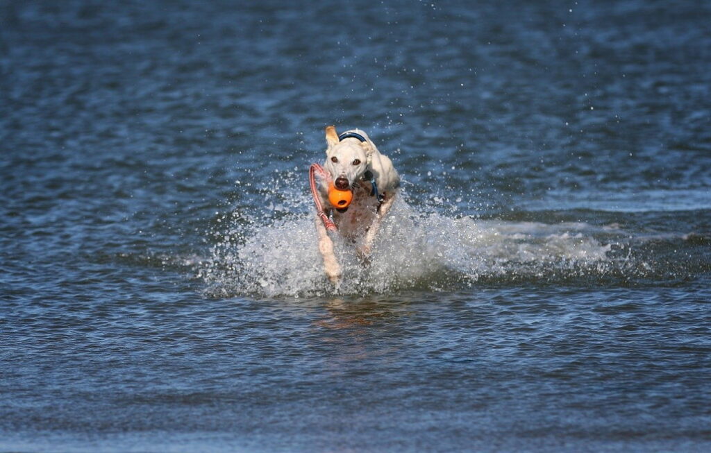 erziehung_windhund