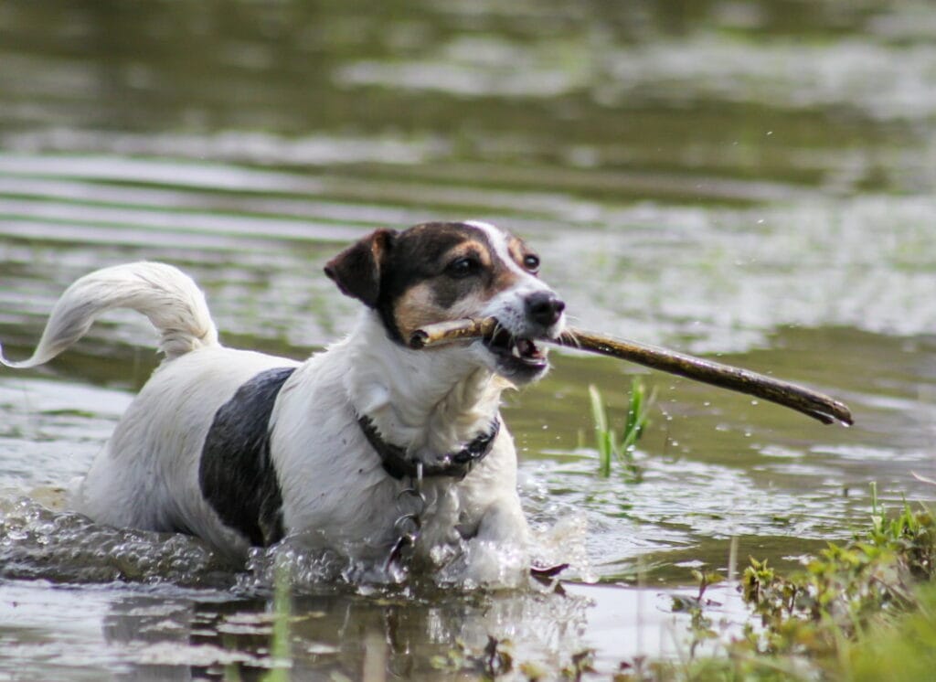 jack_russel_terrier_beschaeftigung