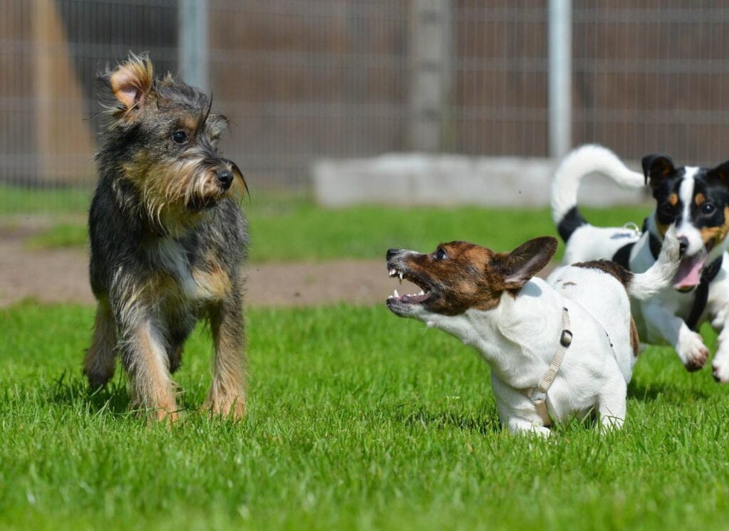 jagdtrieb_aggression_jack_russel_terrier