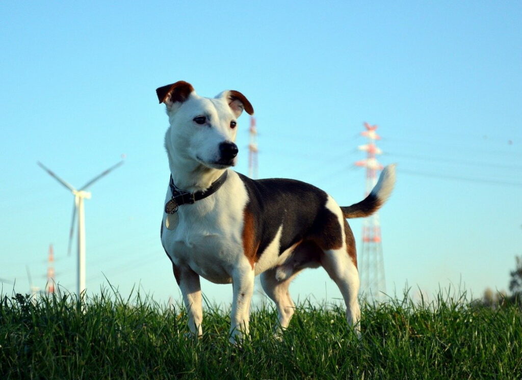 merkmale_jack_russel_terrier