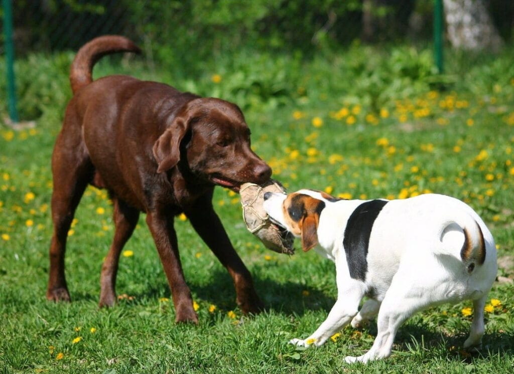 selbstueberschaetzung_jack_russel_terrier