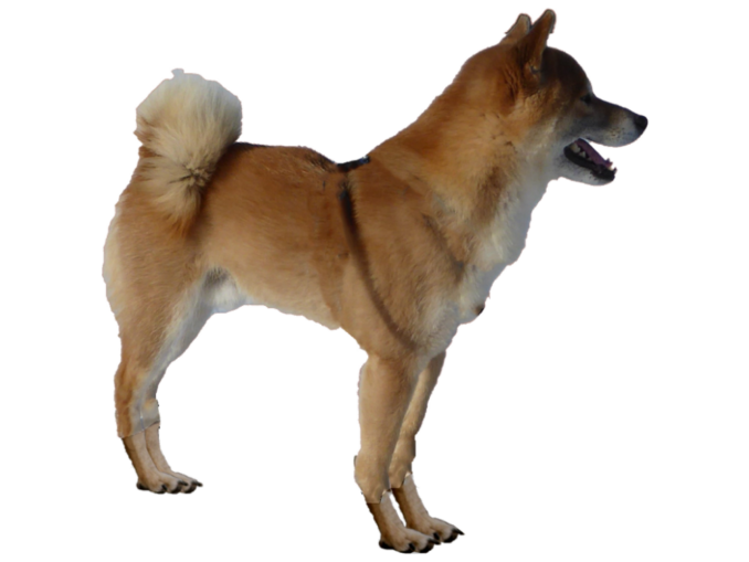vorstellung_shiba-inu