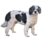 Cockapoo