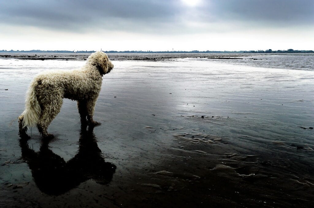 goldendoodle_am_meer