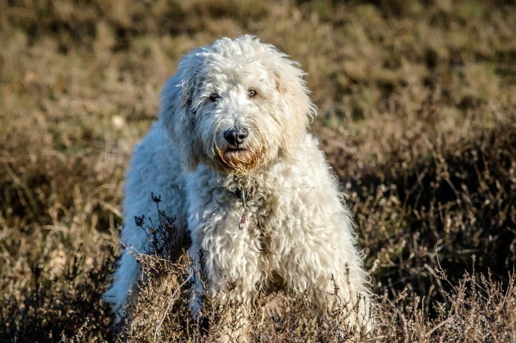 goldendoodle_pflege