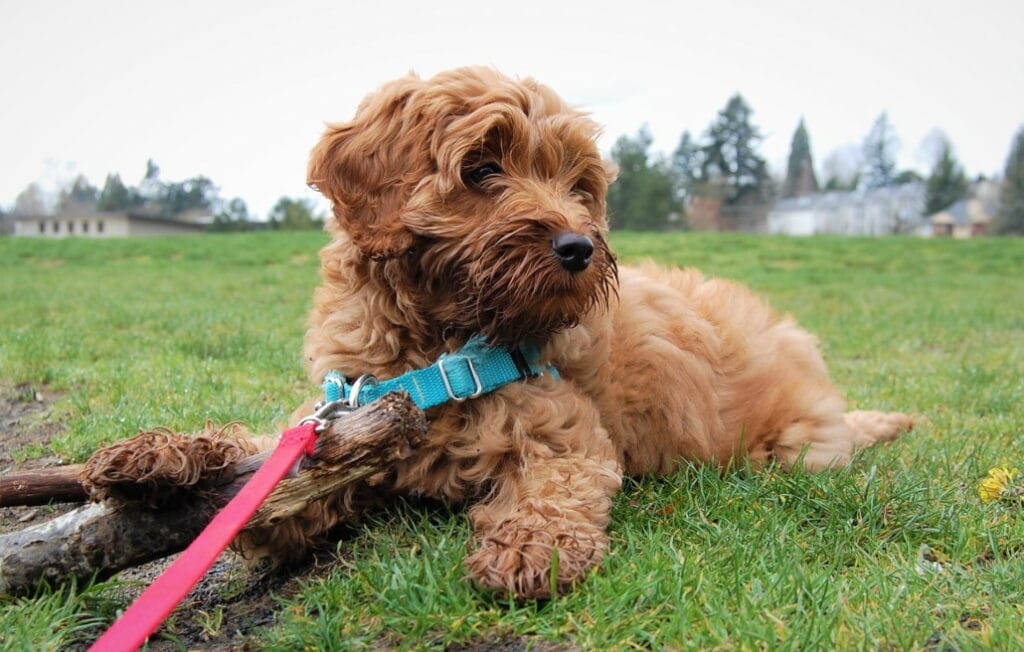 labradoodle_beim_spatziergang