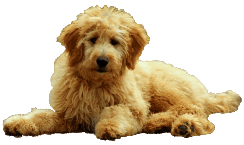 merkmale_goldendoodle