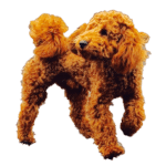 Goldendoodle