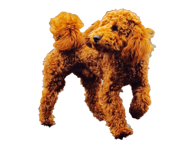 vorstellung_goldendoodle_rasse
