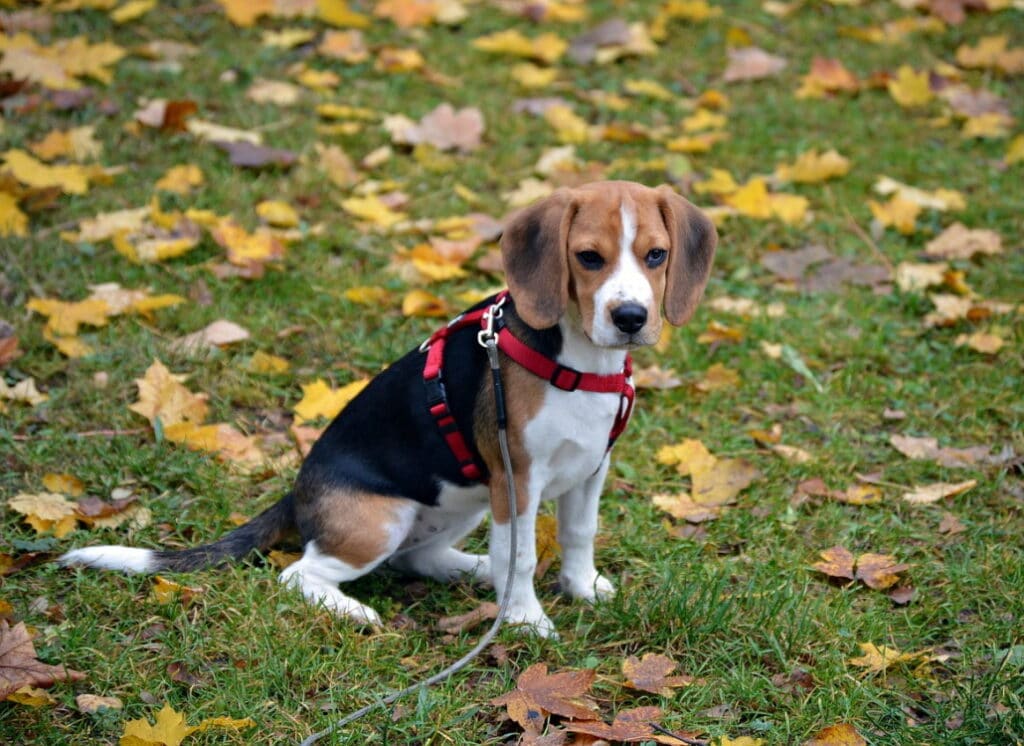 beagle_mantrailing_training