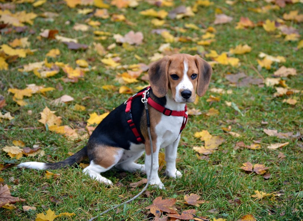Richtige Auslastung für den Beagle, so gelingts!