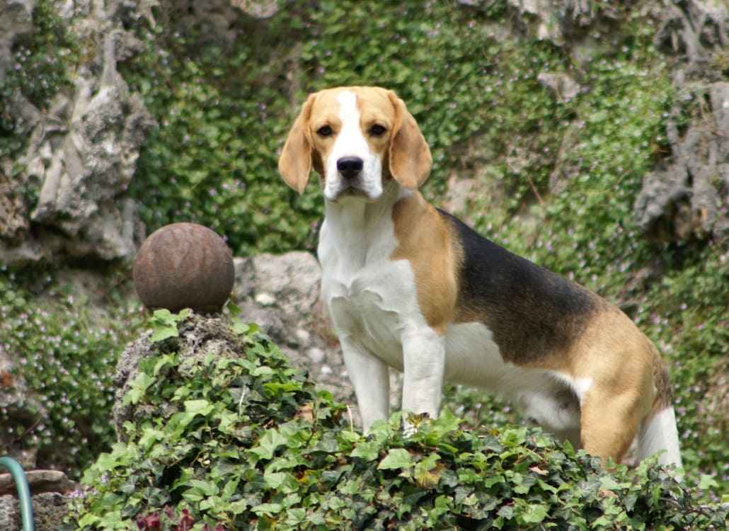 Mit dem Beagle in den Urlaub!
